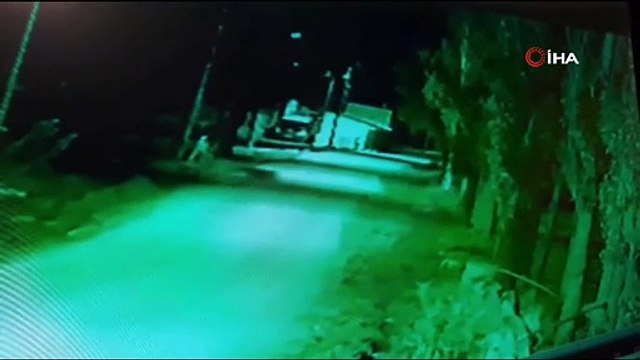 Mahalleye inen ayıyı köpekler kovaladı