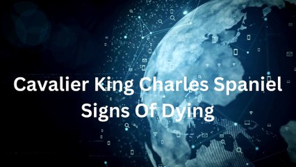 Cavalier King Charles Spaniel Signs Of Dying