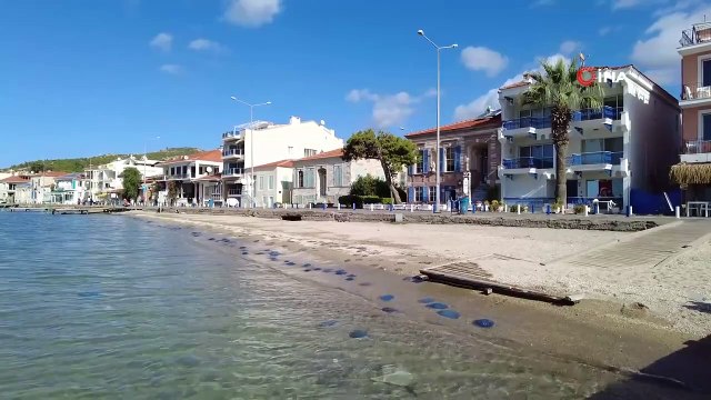 Foça plajlarında denizanası istilası: Yüzlercesi kıyıya vurdu