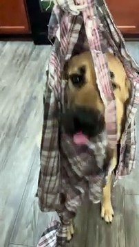 Kangal Chewed Through Shirt