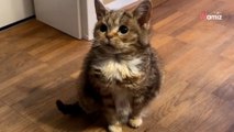 Ten słodki, mały kociak nie jest tym, czym sądzicie (video)