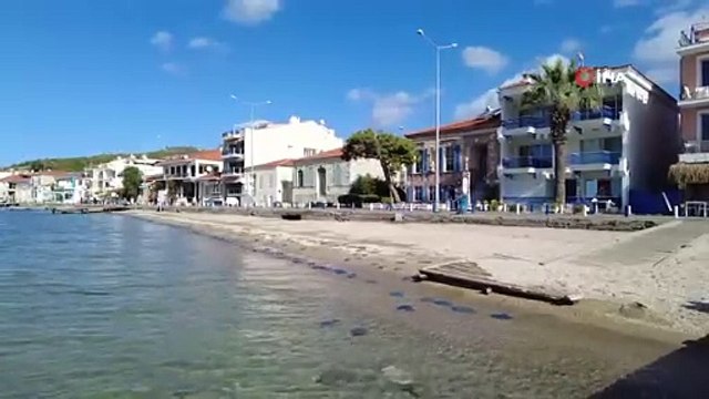 Foça plajlarında denizanası istilası: Yüzlercesi kıyıya vurdu