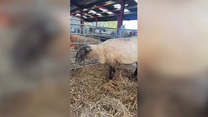 Britain's loneliest sheep, Fiona, settling into Dalscone Farm in Scotland
