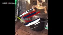 Yanlışlıkla çöp kutusuna düşen kedinin sesi sosyal medyayı salladı