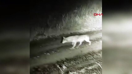 Ardahan'da Güvenlik Kamerası Kurtları Kaydetti