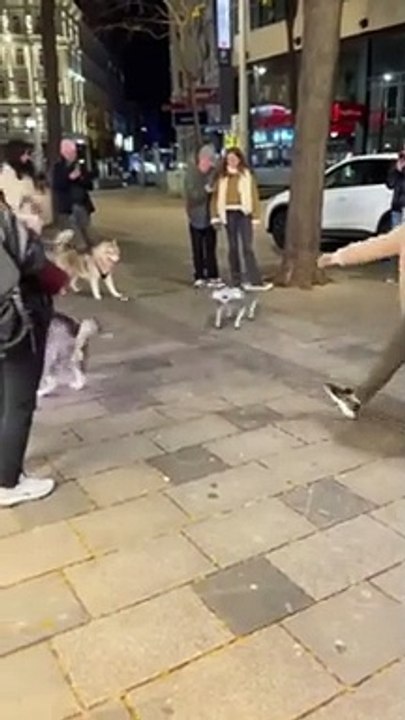 Quand des chiens tombent sur un robot chien... Flippant