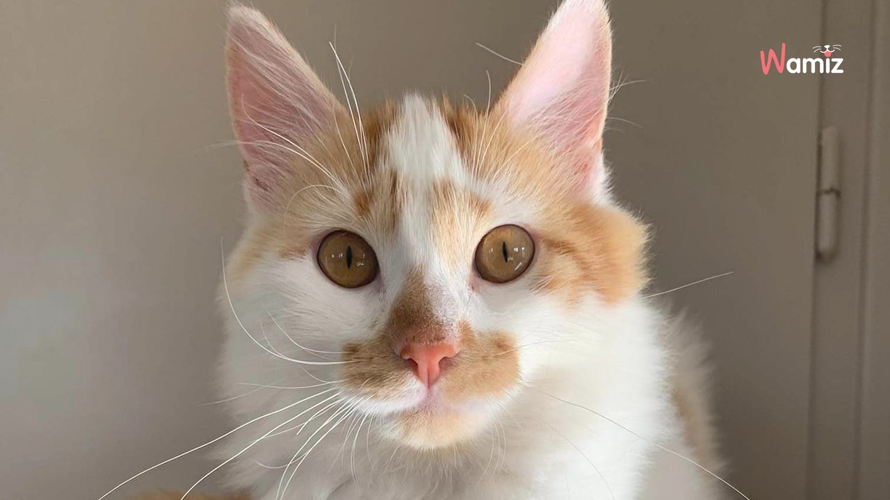 Enfermé dans un sac et jeté dans un fossé lorsqu'il était tout petit, ce chat de 6 mois attend maintenant une famille