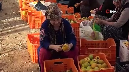 Hurma kurutma işi mahalleyi fabrikaya çevirdi