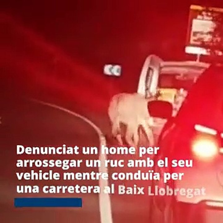 Denunciado un hombre por arrastrar un burro con su vehículo por una carretera comarcal en el Baix Llobregat - - ️️Actuació de la URMA amb Policia Local @