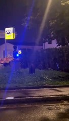 Prato, cinghiali al pascolo a Santa Lucia