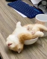 Cute cat sleeping in a bowl
