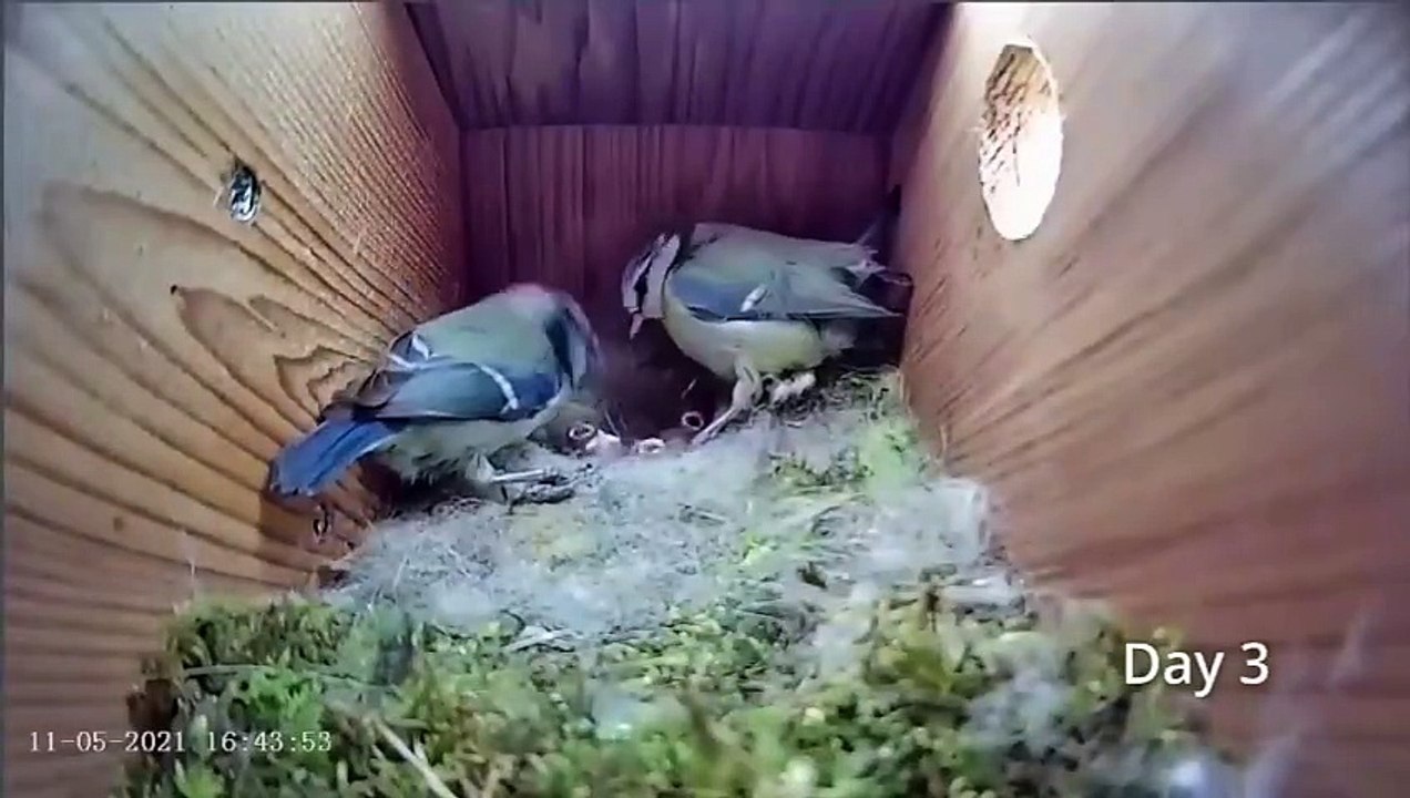 Bird Nest