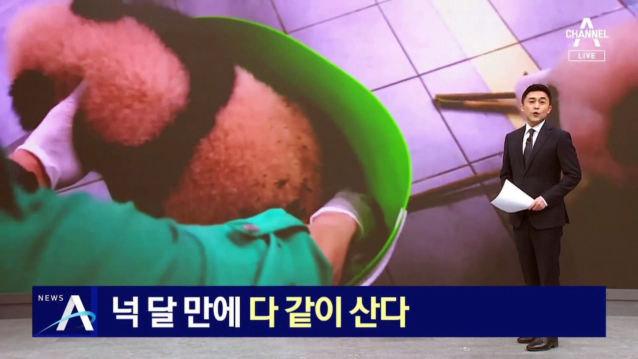 쌍둥이 판다, 넉 달 만에 엄마 품으로