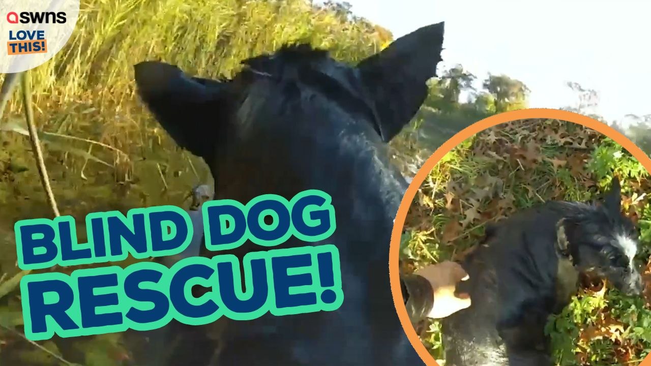 Heroic Cop Rescues Blind Dog From Drowning In Pond