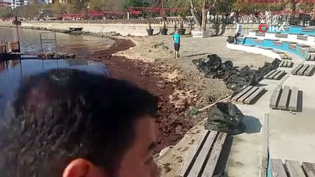 Marmara Denizi kıyılarında kızıl yosunlar: Sebebi lodos