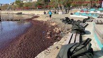 Tekirdağ Sahilleri Kırmızı Yosunlarla Kaplandı