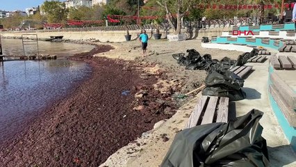 Tekirdağ Sahilleri Kırmızı Yosunlarla Kaplandı