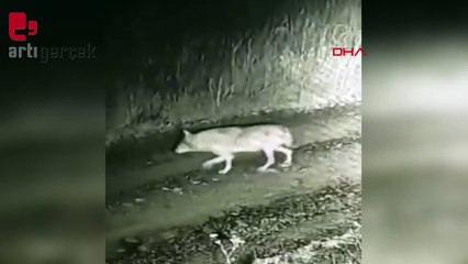 Şehre inen kurtlar kamerada