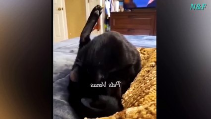 Funniest Cats Videos, The Siliest, Cutest And Funniest Cats 41