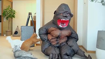 Cats vs King Kong | Kittisaurus