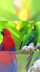 Birds that talk like humans?