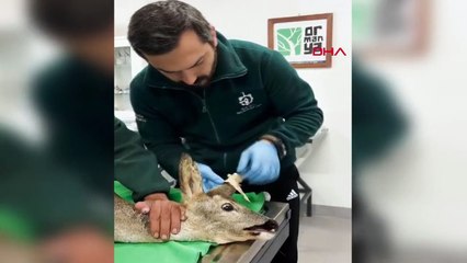 Kandıra'da yaralanan karaca tedavi edildikten sonra doğal yaşam alanına salındı