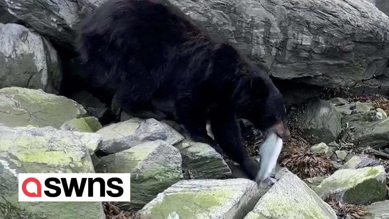 Ein Fischer sah ungläubig zu, wie ein Bär seinen frisch gefangenen Lachs stahl
