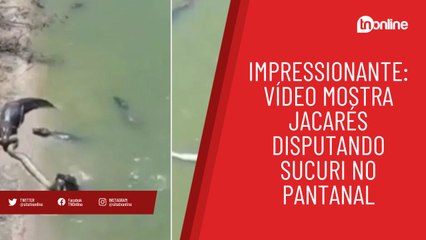 Download Video: Impressionante: vídeo mostra jacarés disputando sucuri no Pantanal