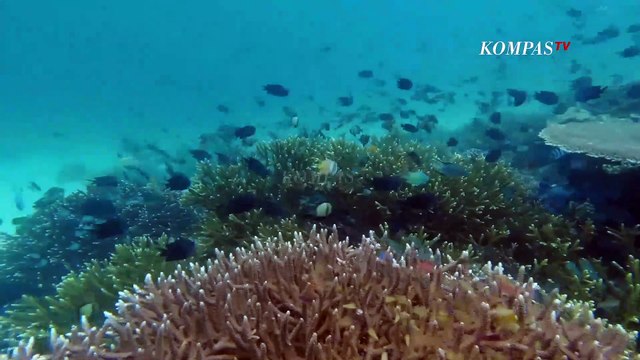Penghasilan Nelayan Laut Sawu Menurun Akibat Zonasi Penangkapan Ikan | BERKAS KOMPAS