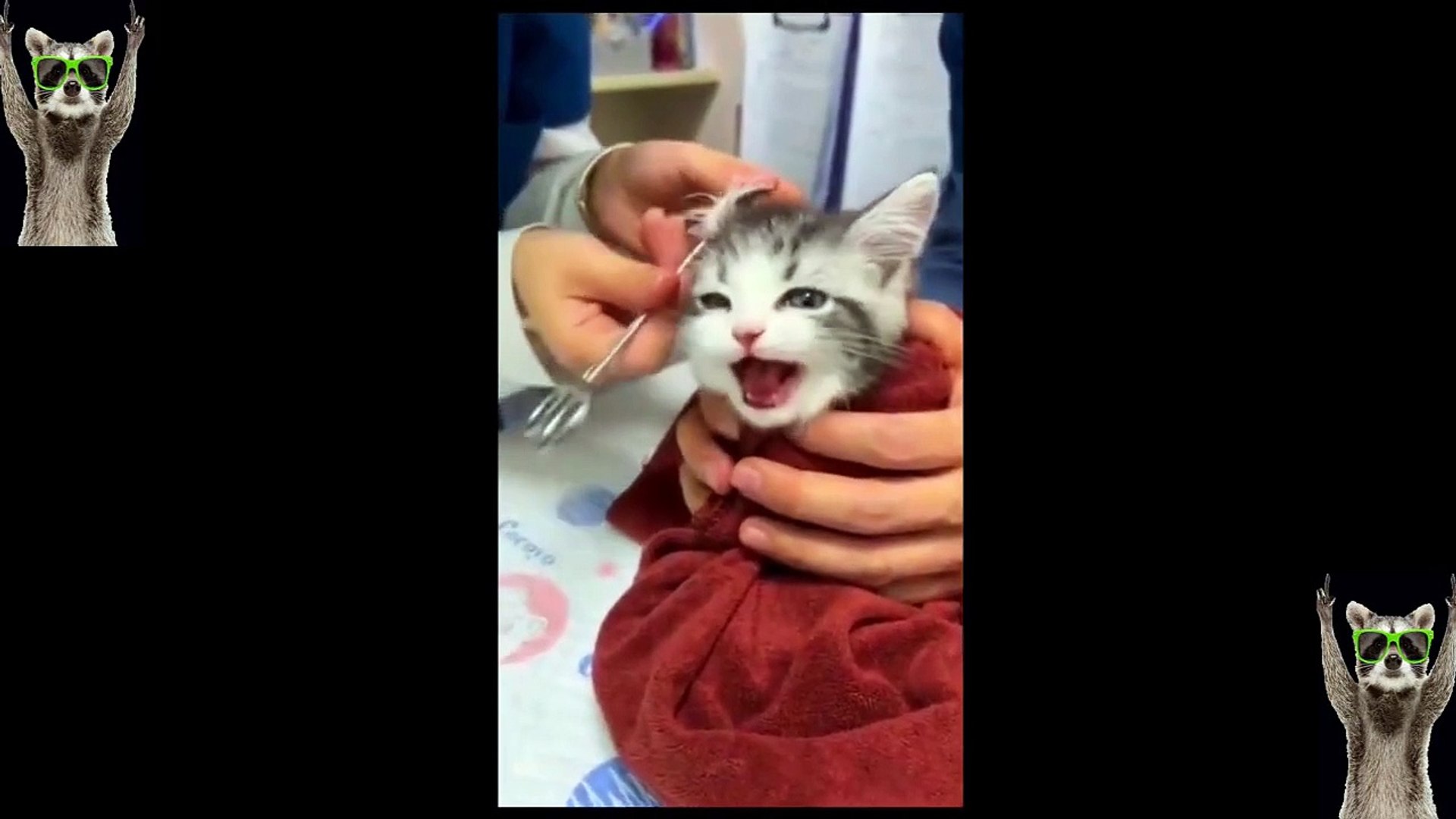 Afv cat videos 2025 2021