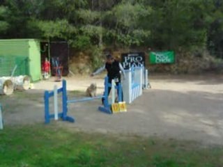 taz agility