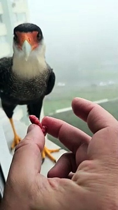 Feeding A Friendly Falcon
