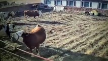 Teli yalayan ineği elektrik çarptı! Arkadaşları başına toplandı