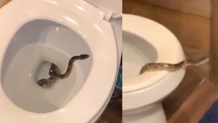 Man Is SHOCKED To Find Snake in His Toilet