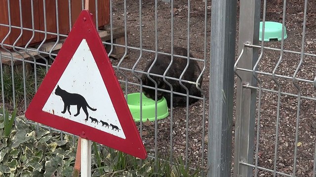 Jesienne i zimowe potrzeby w schronisku dla zwierząt