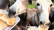 Cute Donkeys Indulge in Slices of Toast at a Animal Sanctuary