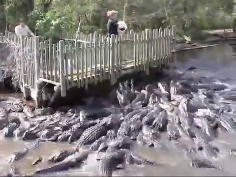 L'heure du repas dans un parc à alligators... Beaucoup de monde