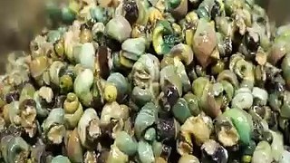 Amazing Korean snail soup made by hand in a mass production factory