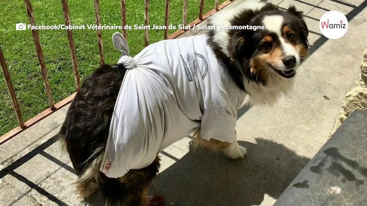 Australian Shepherd soll schwanger sein, doch im Bauch verstecken sich alles andere als Welpen