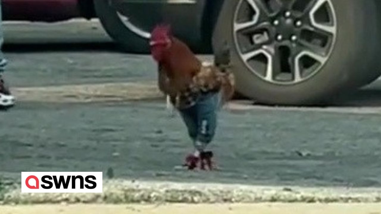 Huhn in JEANS auf der Straße gesichtet