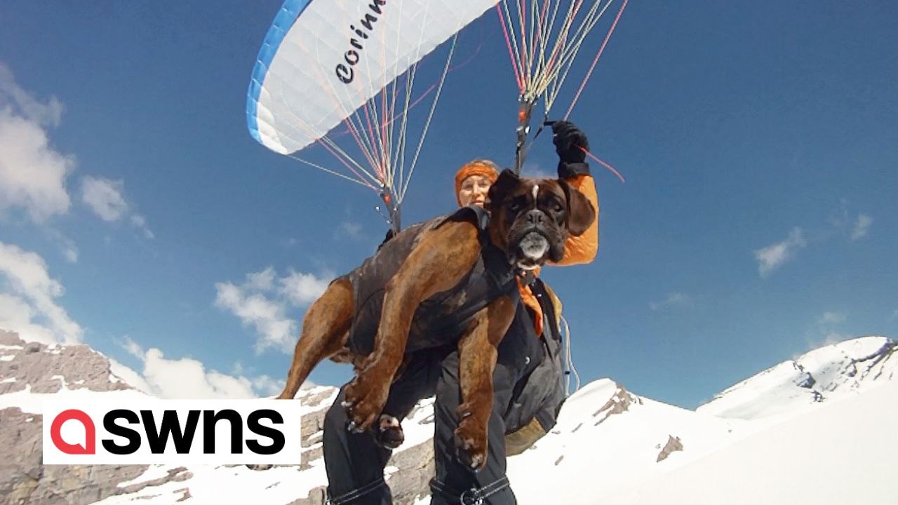 Waghalsiger großmutter paragleitet mit ihrem hund 8.000 fuß in die luft