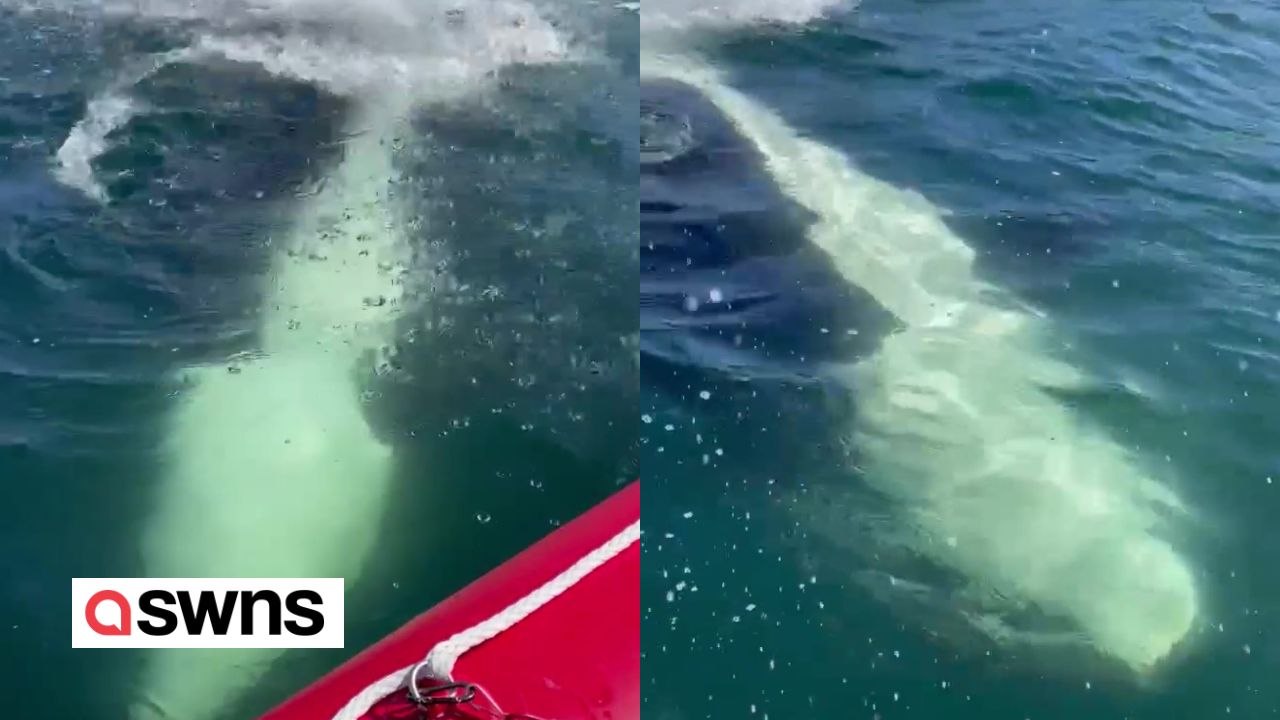 Orca schwimmt auf ein Boot zu und bespritzt die Bootsfahrer mit seinem Schwanz