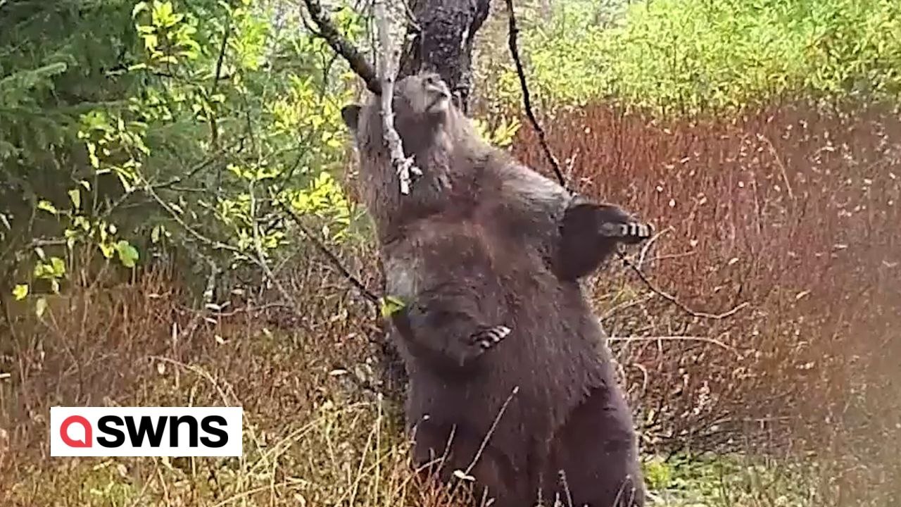 Wildtierkamera fängt Bär beim Rückenkratzen ein