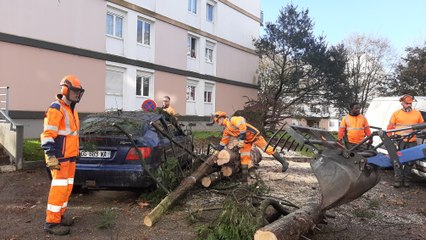 Après la tempête Ciaran, les agents de Brest métropole au chevet des arbres