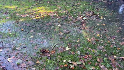 Dismay as gardens flooded in Canterbury