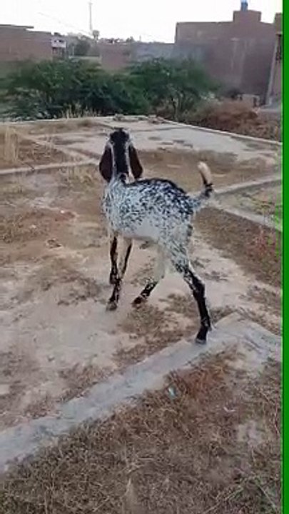 Bakra ki video breeder