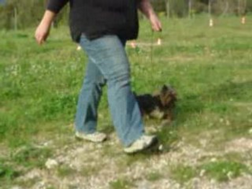 Bambou marche au pied