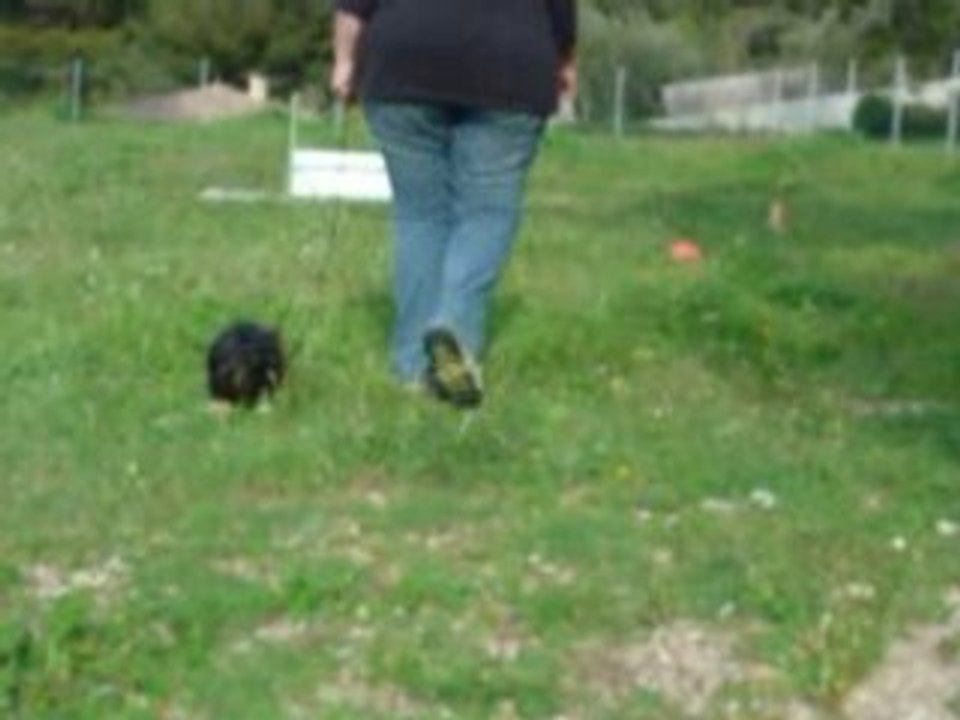 Bambou marche au pied2