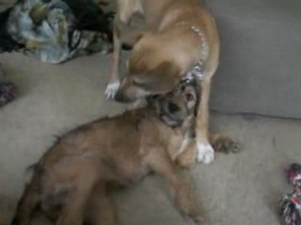 jeu chiots 30 mars08