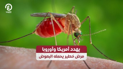 يهدد أمريكا وأوروبا.. مرض خطير يحمله البعوض